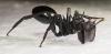 Cephalotes atratus